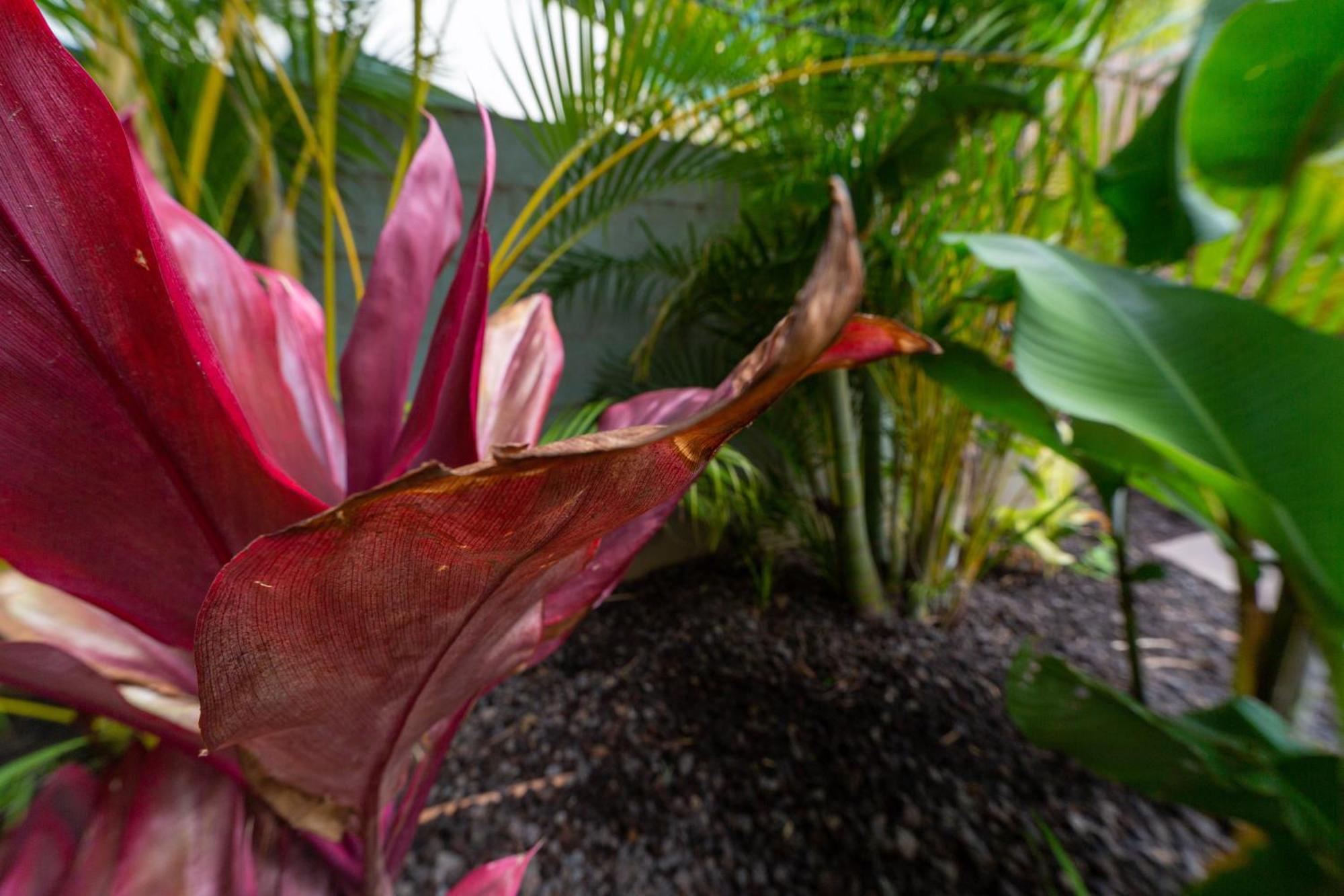 Lotus Suite, 1 Bedroom, Sleeps 4, Pool & Bbq, Pre-Renovation Summer Sale Kihei Exterior foto